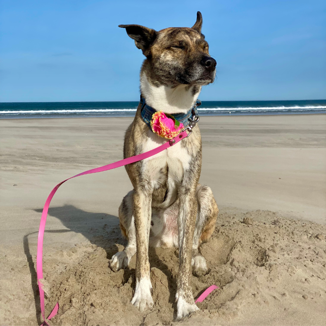 Prototype Collar NOT FOR SALE