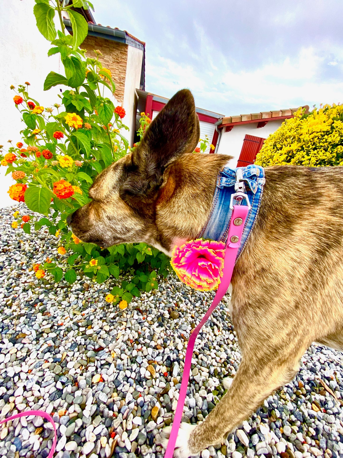 PROTOTYPE Denim Collar 🌸 Flower Collection