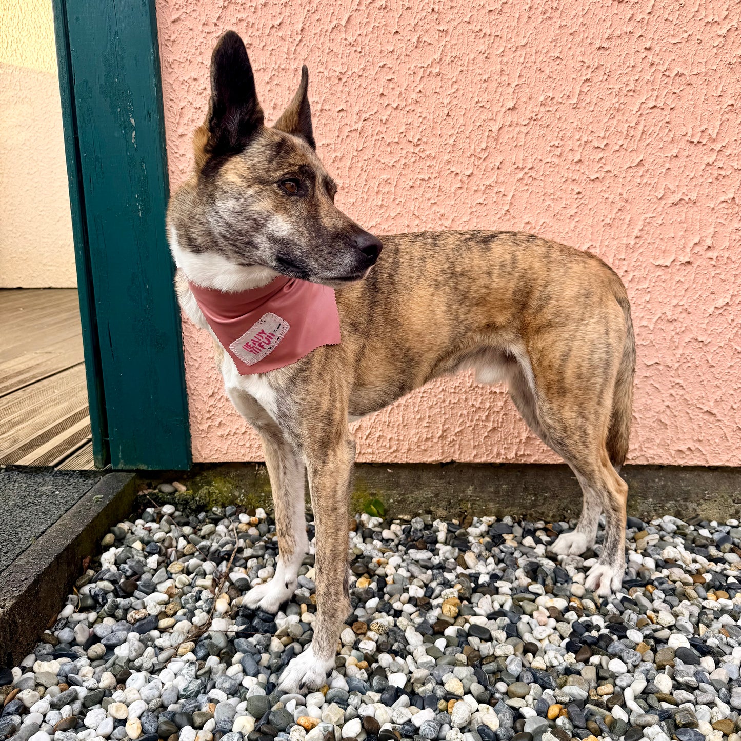 PRINCESA — Dog Bandana Size M/L