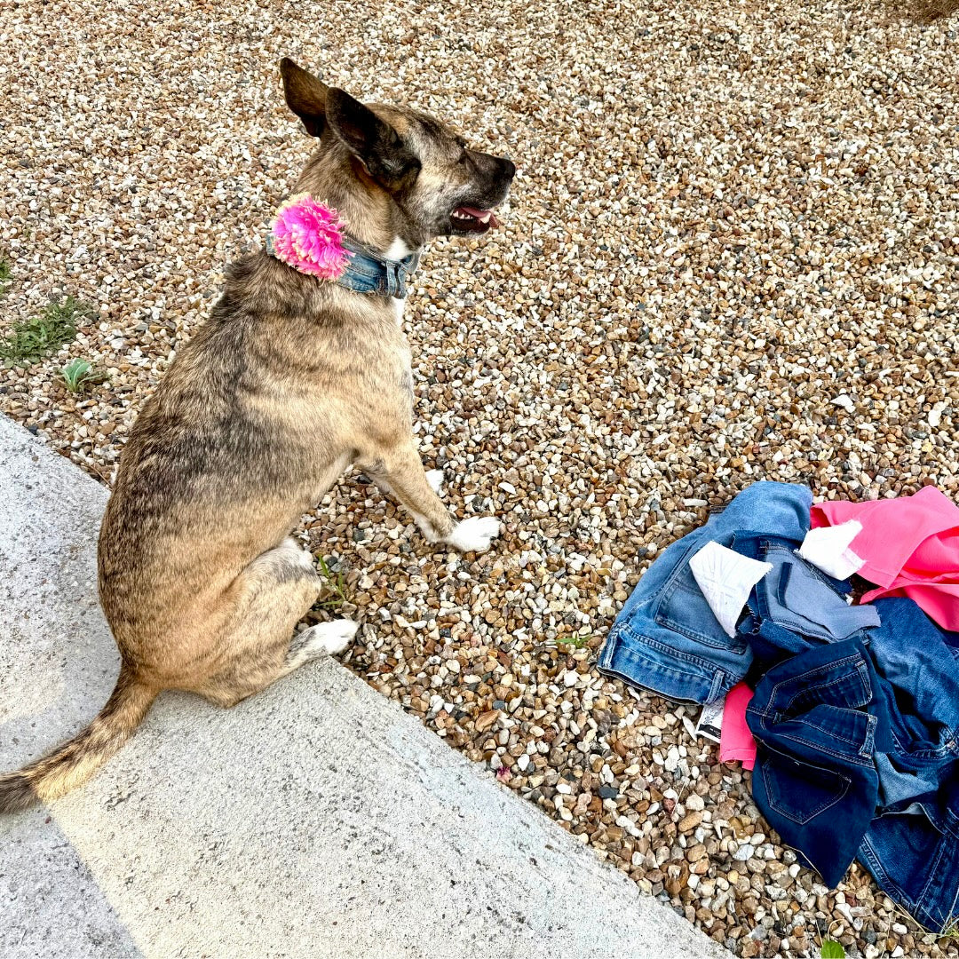 Prototype Collar NOT FOR SALE