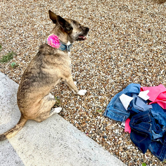 Prototype Collar NOT FOR SALE