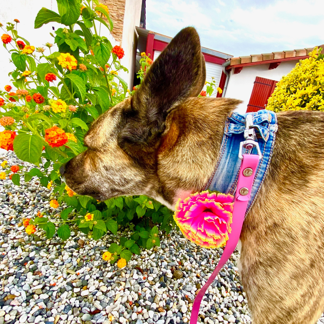 Prototype Collar NOT FOR SALE