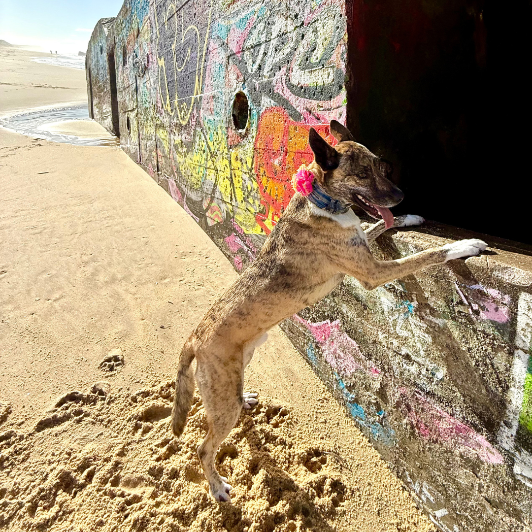 Prototype Collar NOT FOR SALE