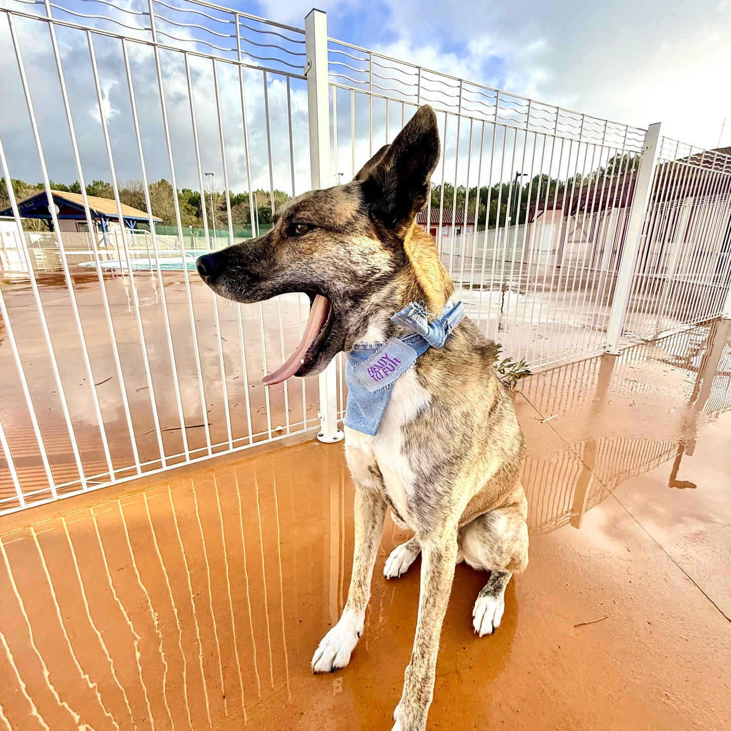 DRIFT — Dog Bandana Size M