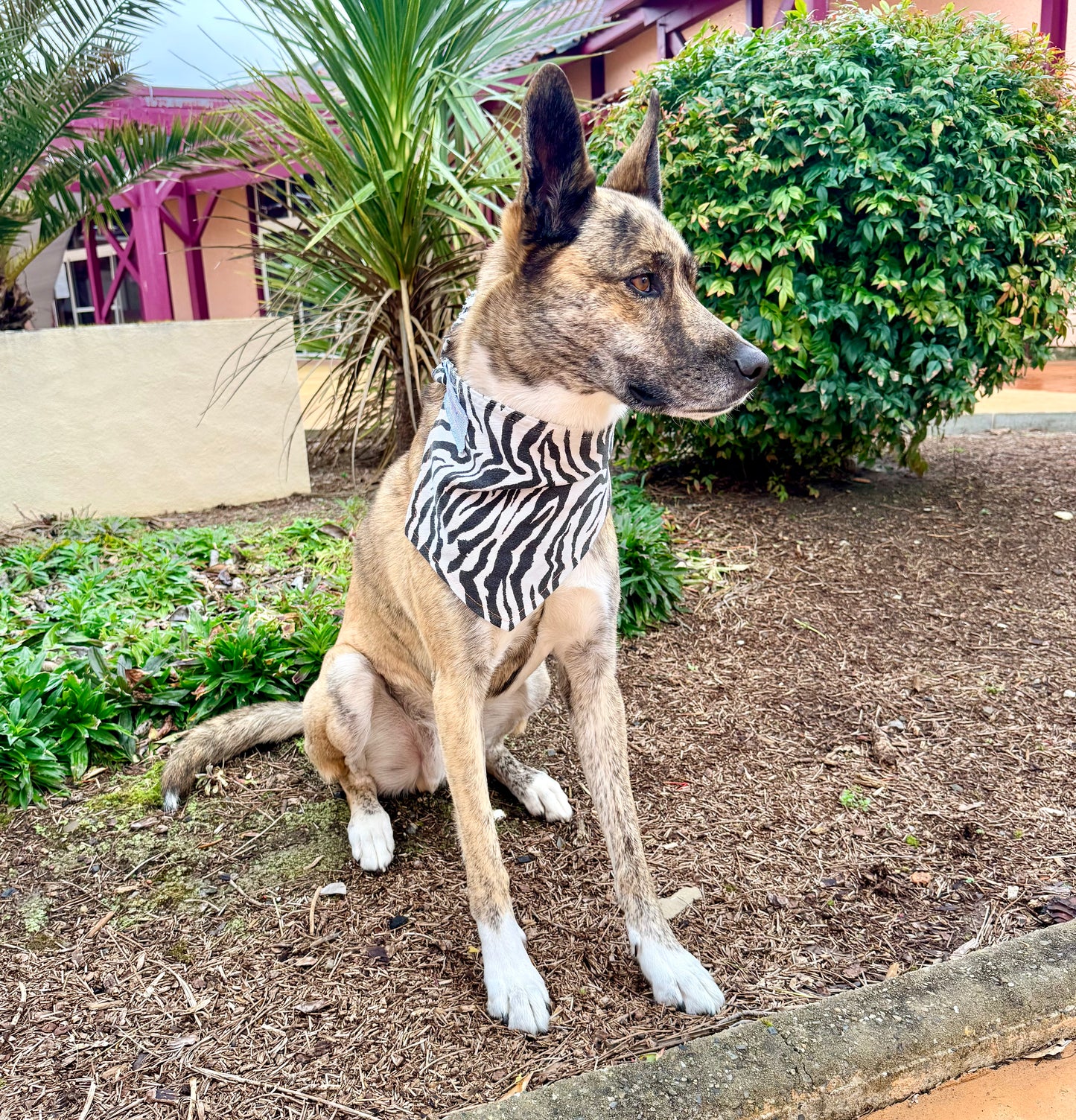 RUCKUS — Dog Bandana Size XL