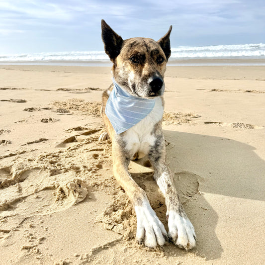 STRUT — Dog Bandana Size S