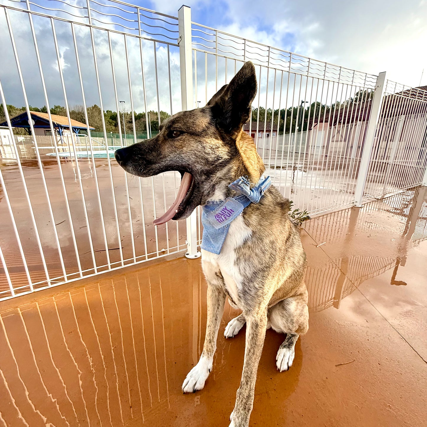 DRIFT — Dog Bandana Size M