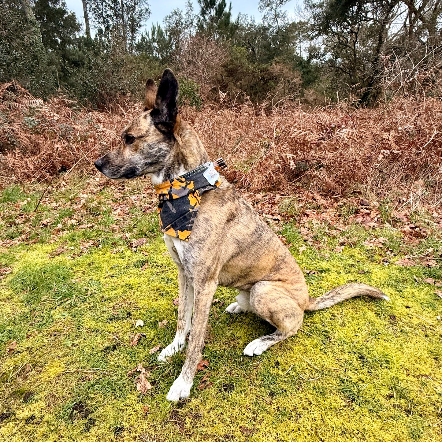 REBEL — Dog Bandana Size L