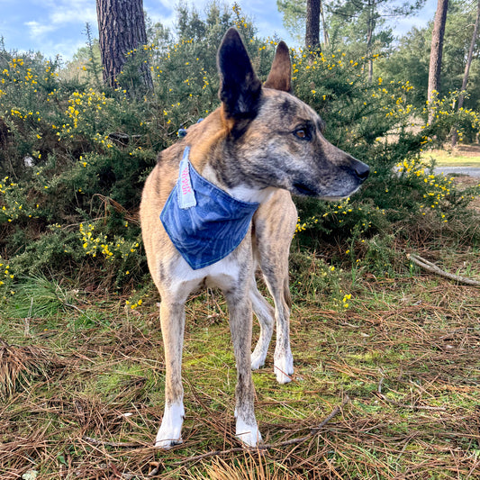 BOLT — Dog Bandana Size M