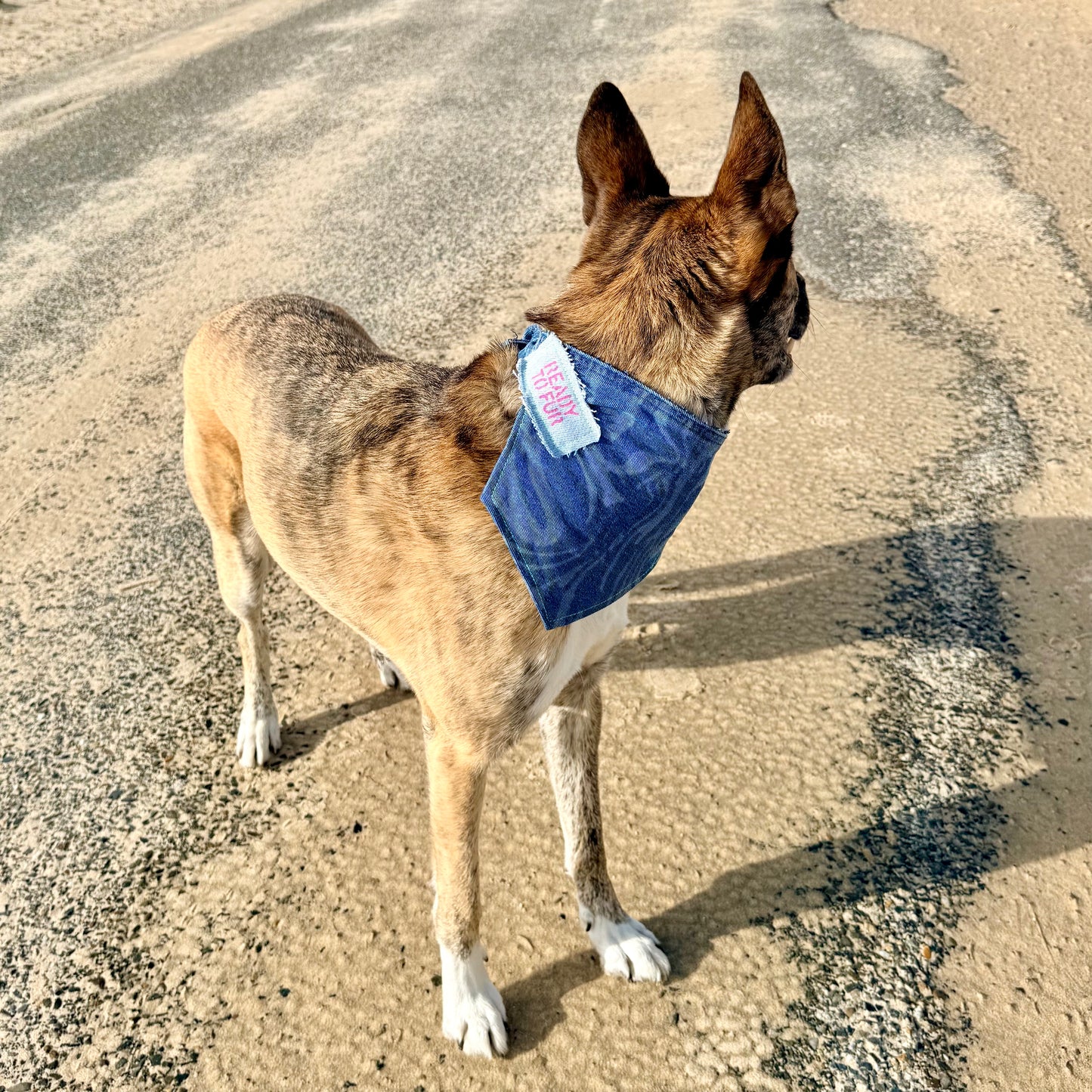 BOLT — Dog Bandana Size M