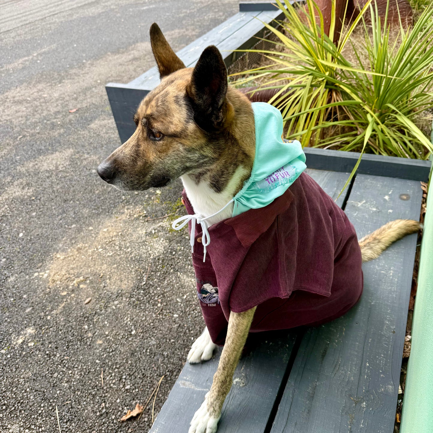 Dog Hoodie MOGLI — Size L/XL