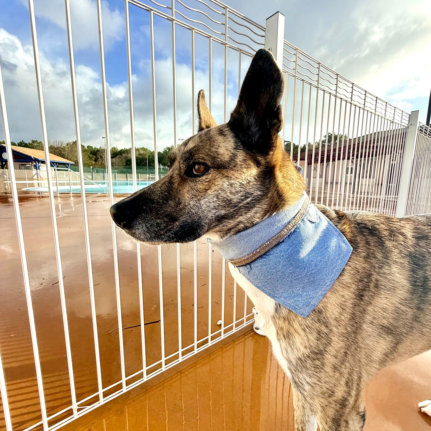 DRIFT — Dog Bandana Size M