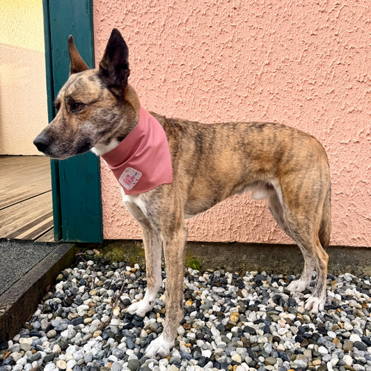 PRINCESA — Dog Bandana Size M/L