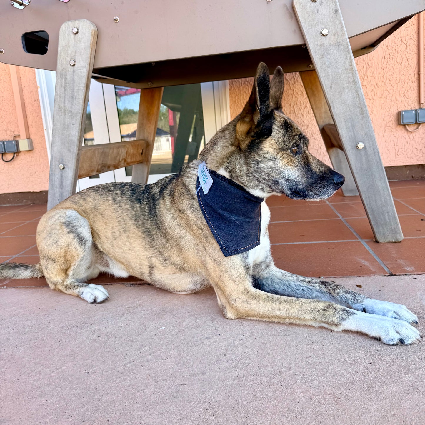 JET — Dog Bandana Size S