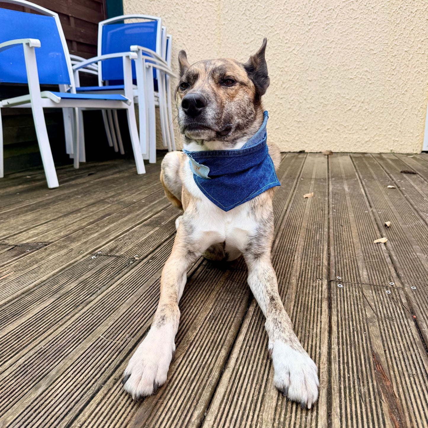 INDIGO — Dog Bandana Size L