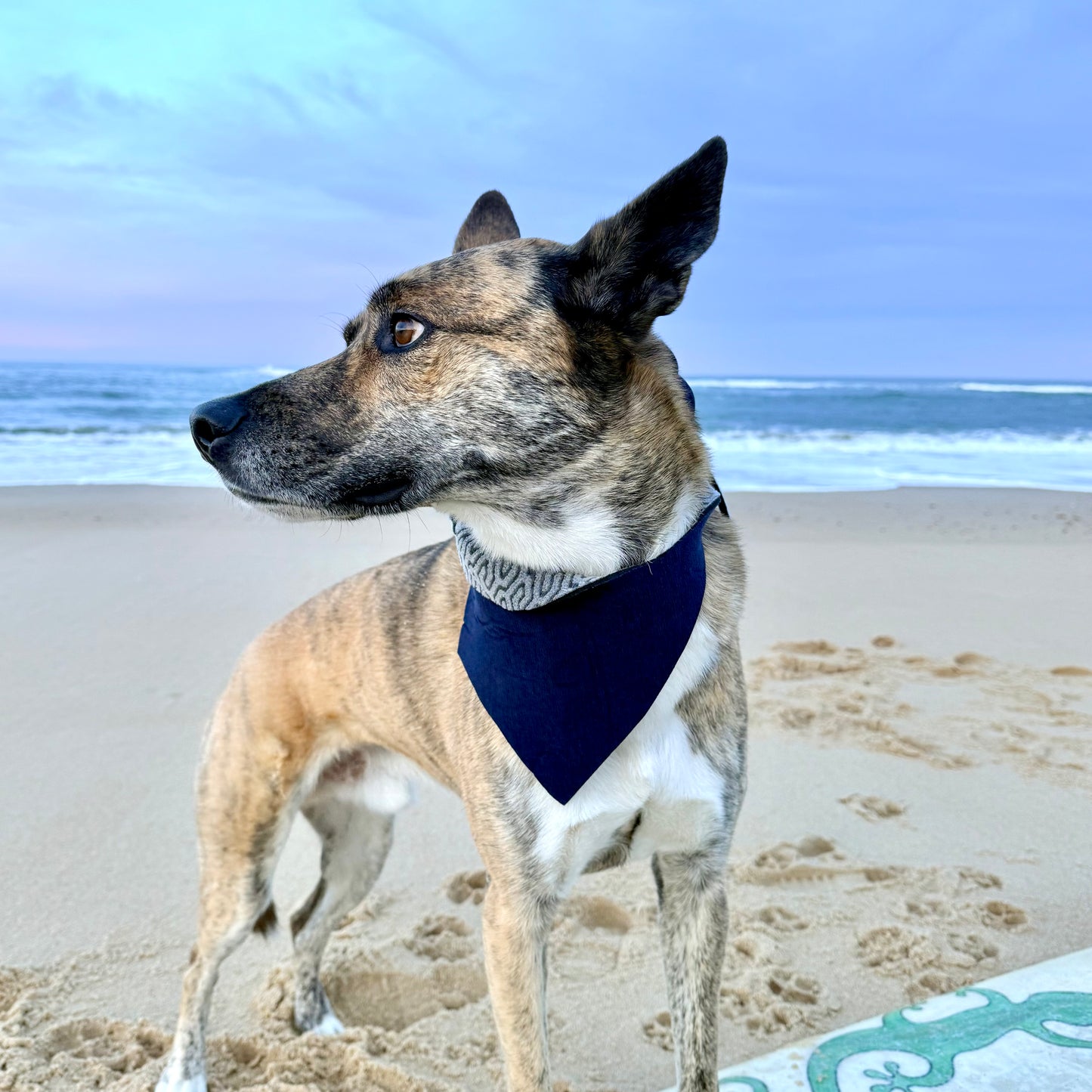 MIDNIGHT TIDE — Neoprene Dog Scarf Reversible — ONE SIZE