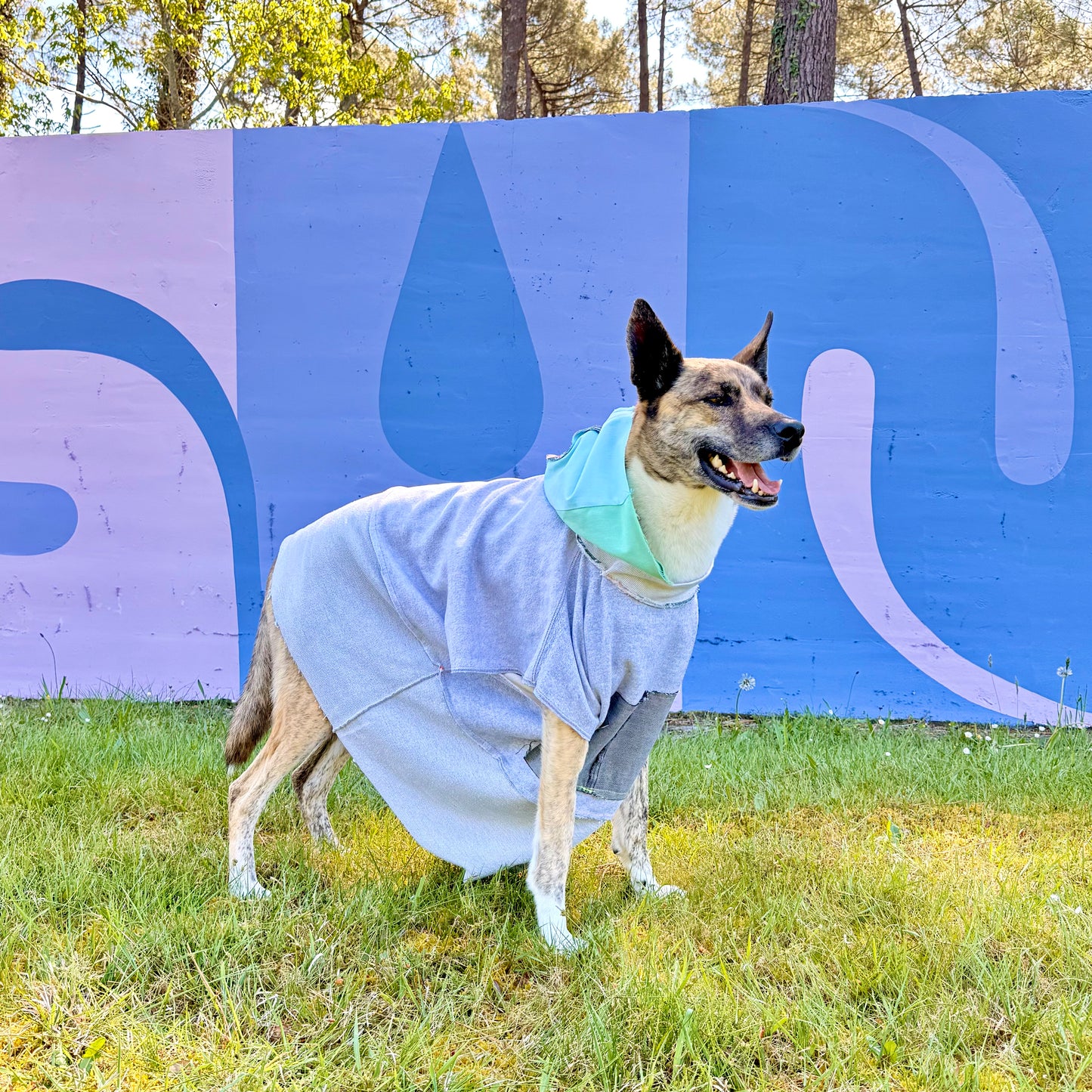 Dog Hoodie SCOUT — Size XL/2XL