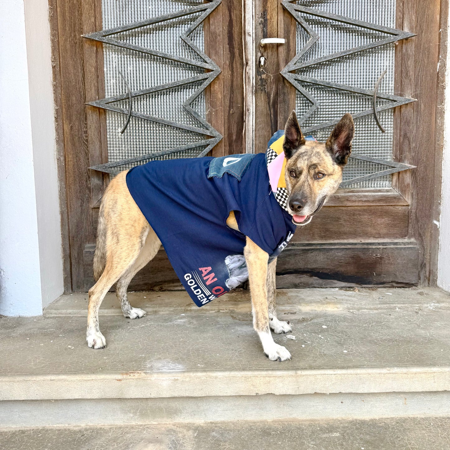 Dog Hoodie CHILL BRO — Size L/XL