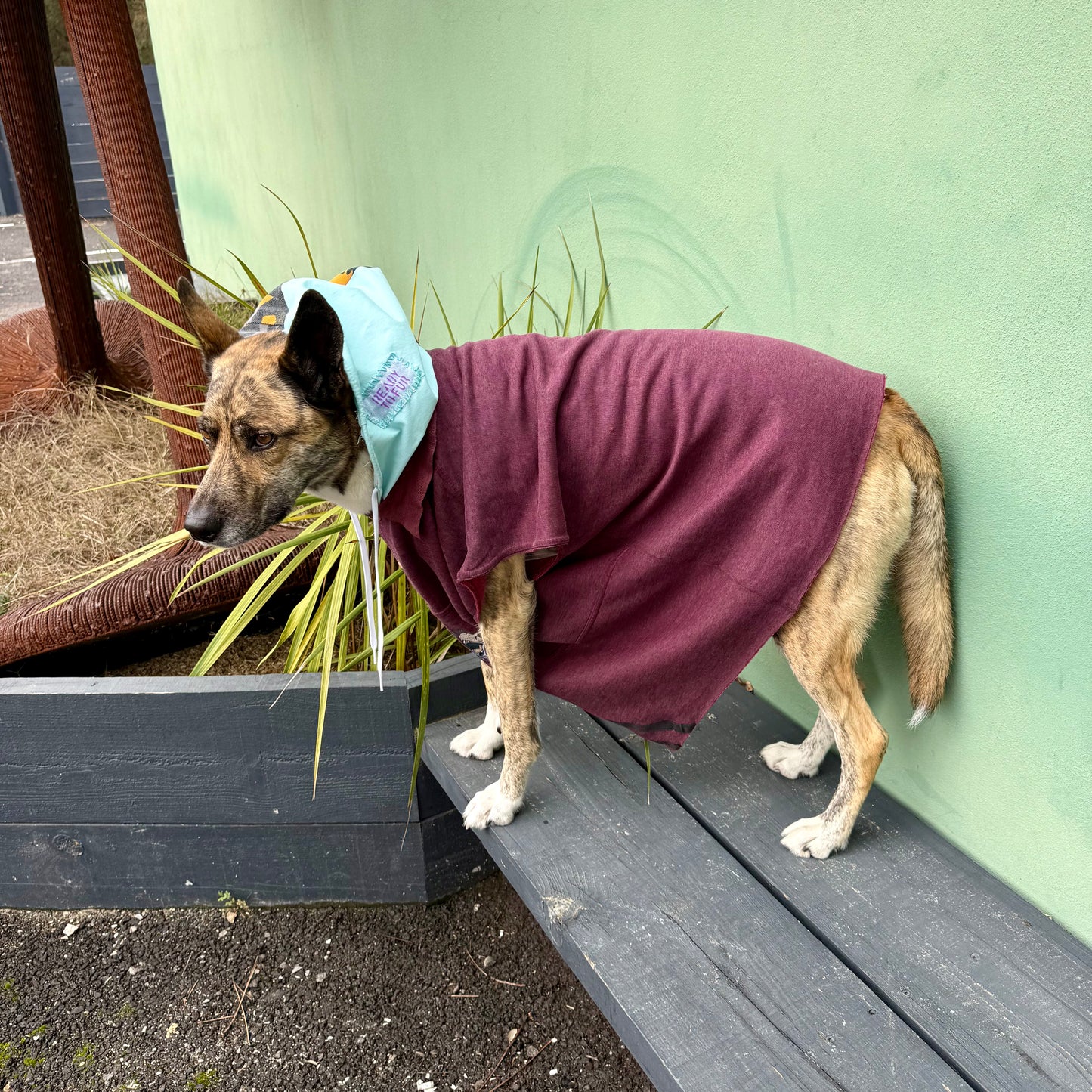 Dog Hoodie MOGLI — Size L/XL