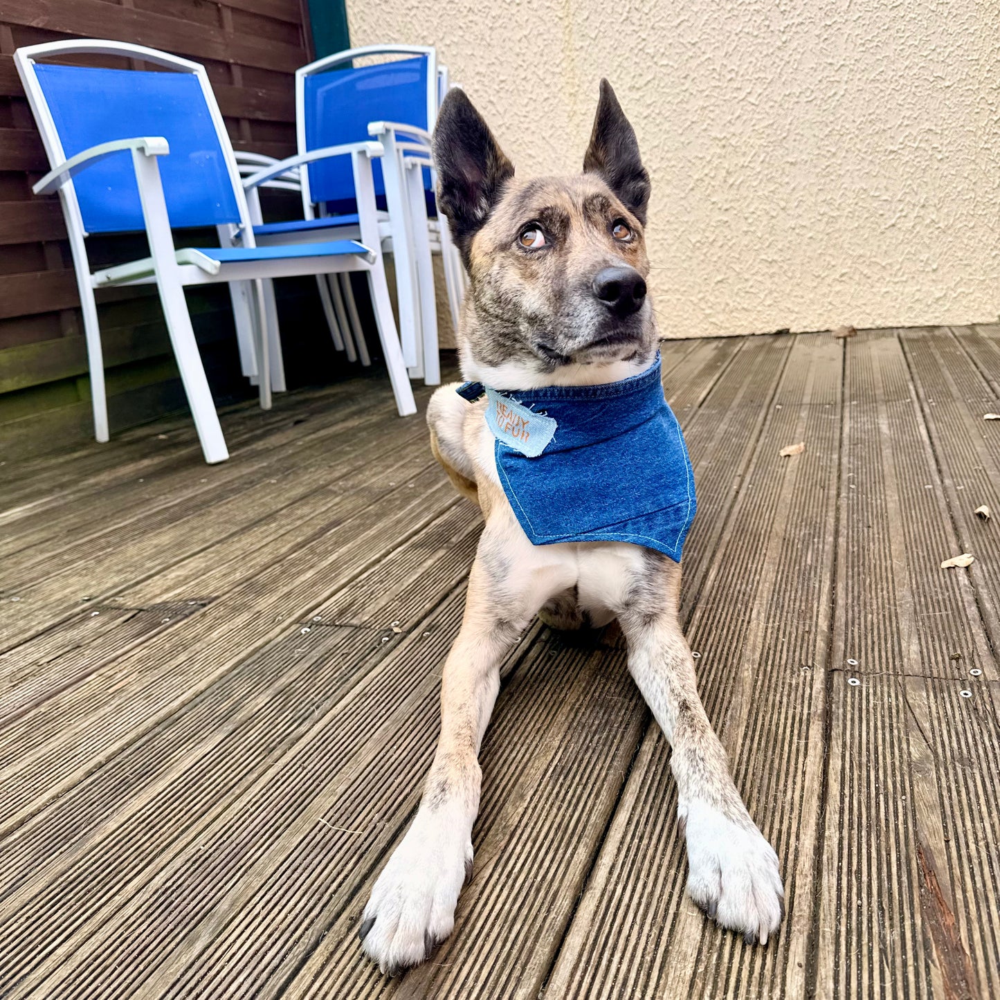 INDIGO — Dog Bandana Size L