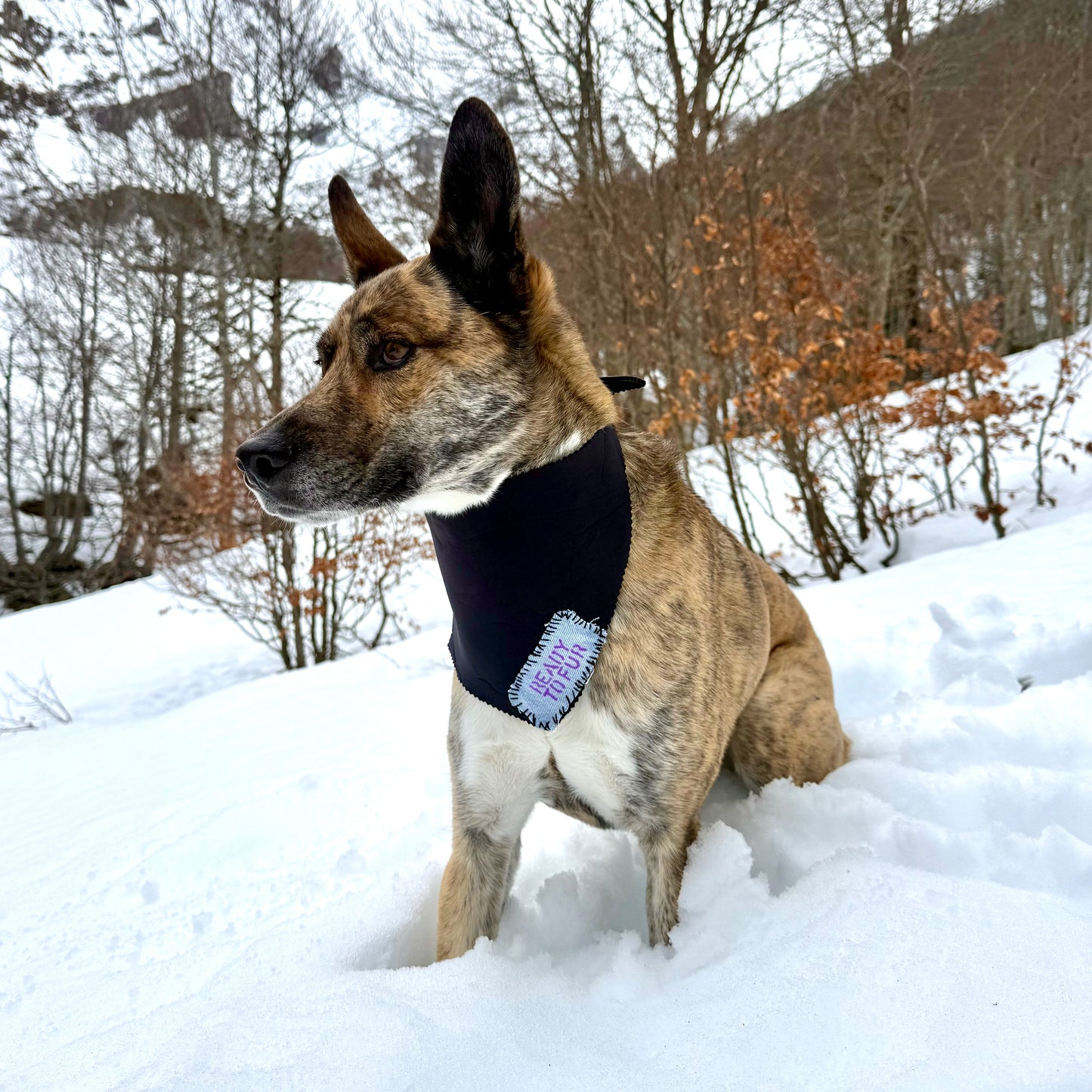 NEGRITA — Neoprene Dog Scarf — ONE SIZE