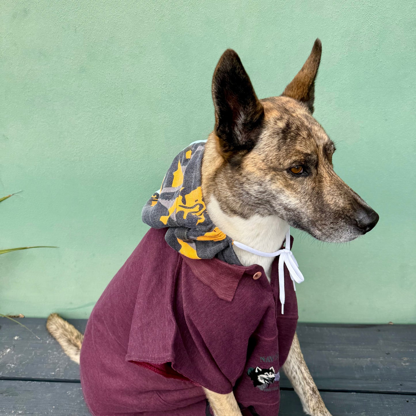 Dog Hoodie MOGLI — Size L/XL