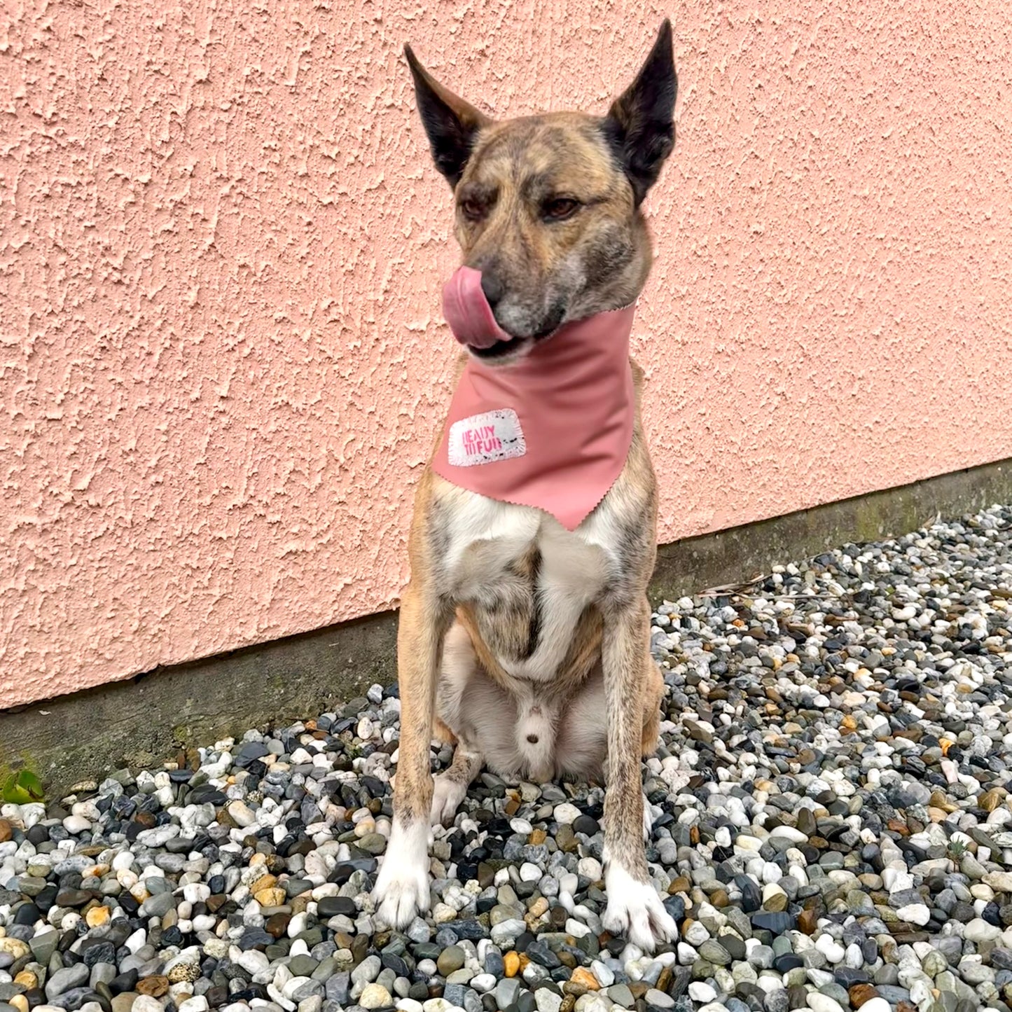 PRINCESA — Dog Bandana Size M/L