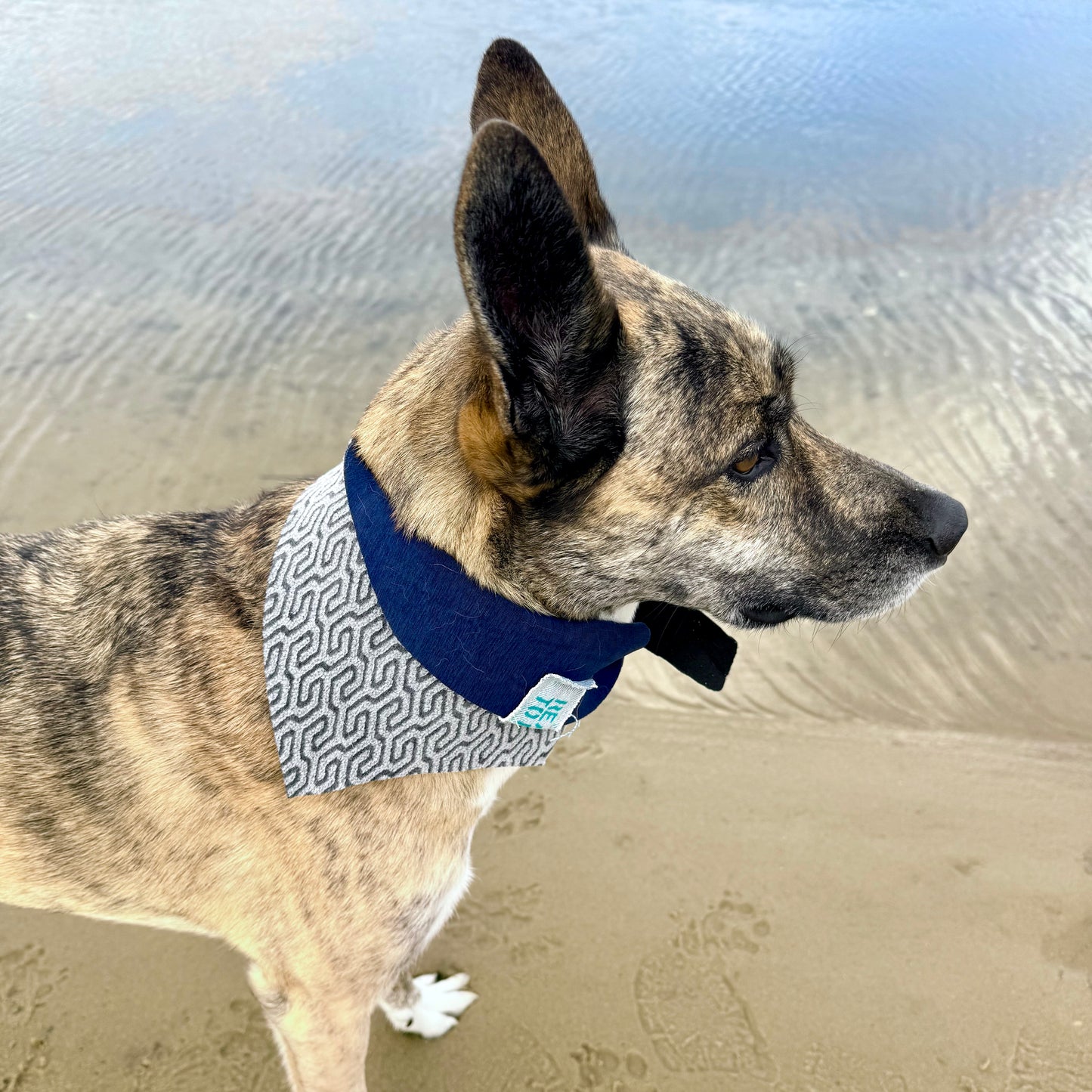 MIDNIGHT TIDE — Neoprene Dog Scarf Reversible — ONE SIZE