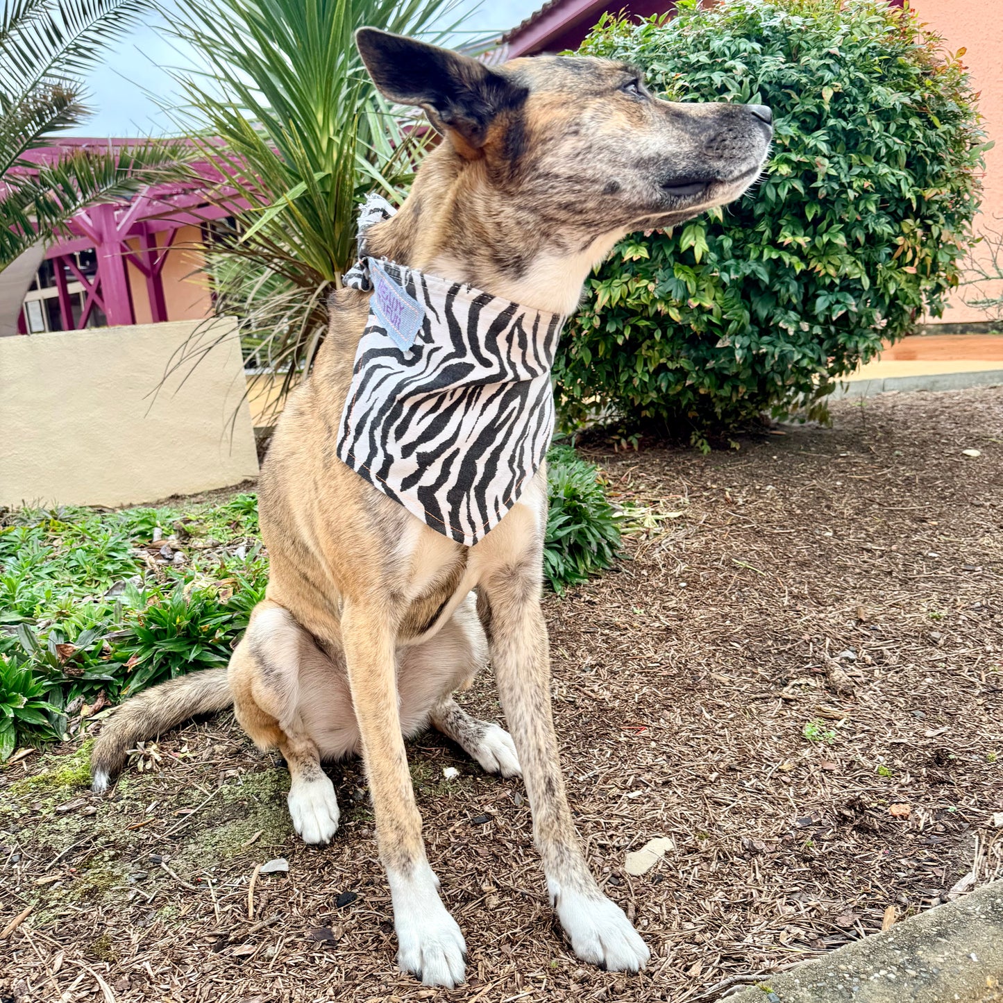 RUCKUS — Dog Bandana Size XL