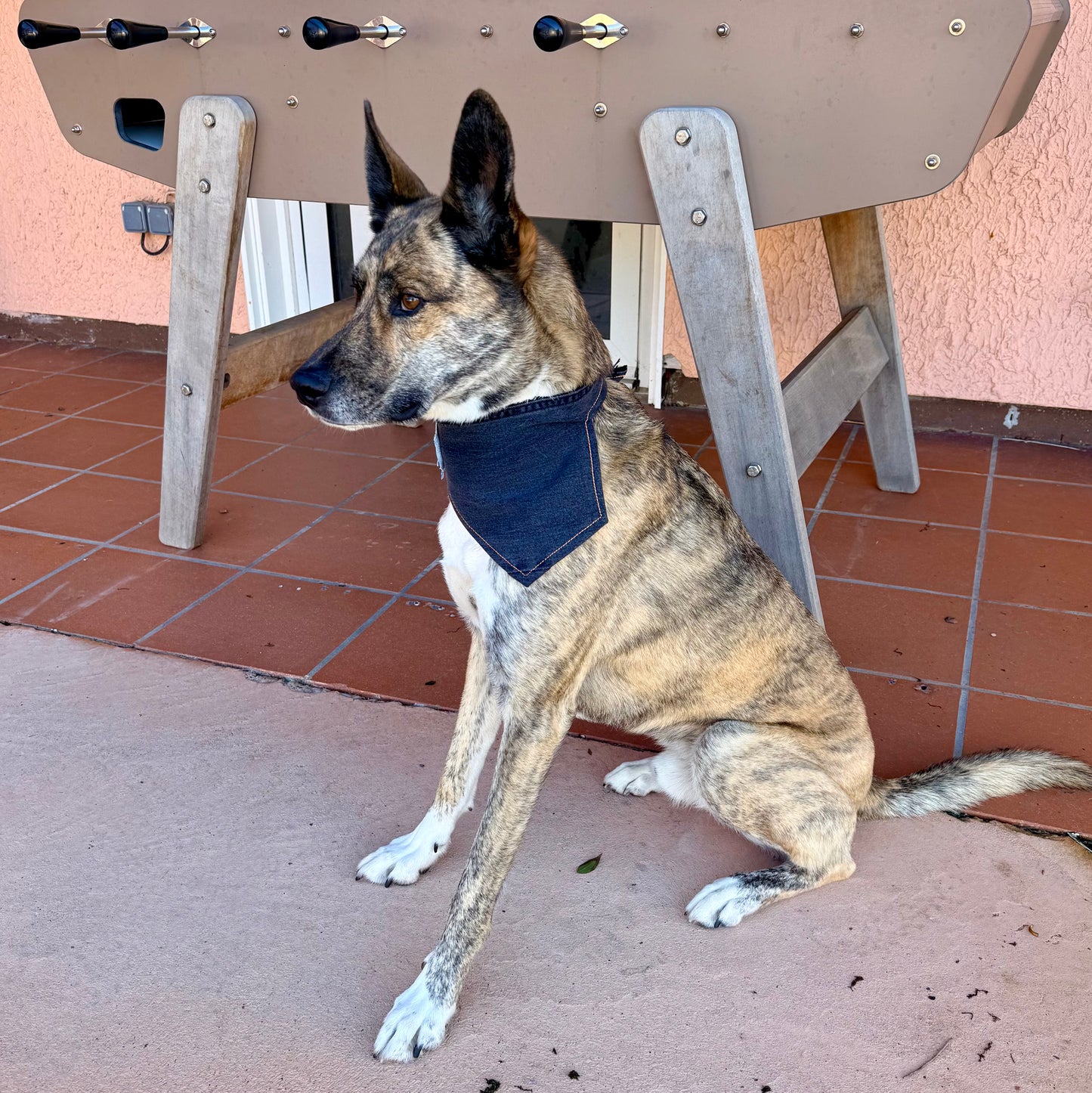 JET — Dog Bandana Size S