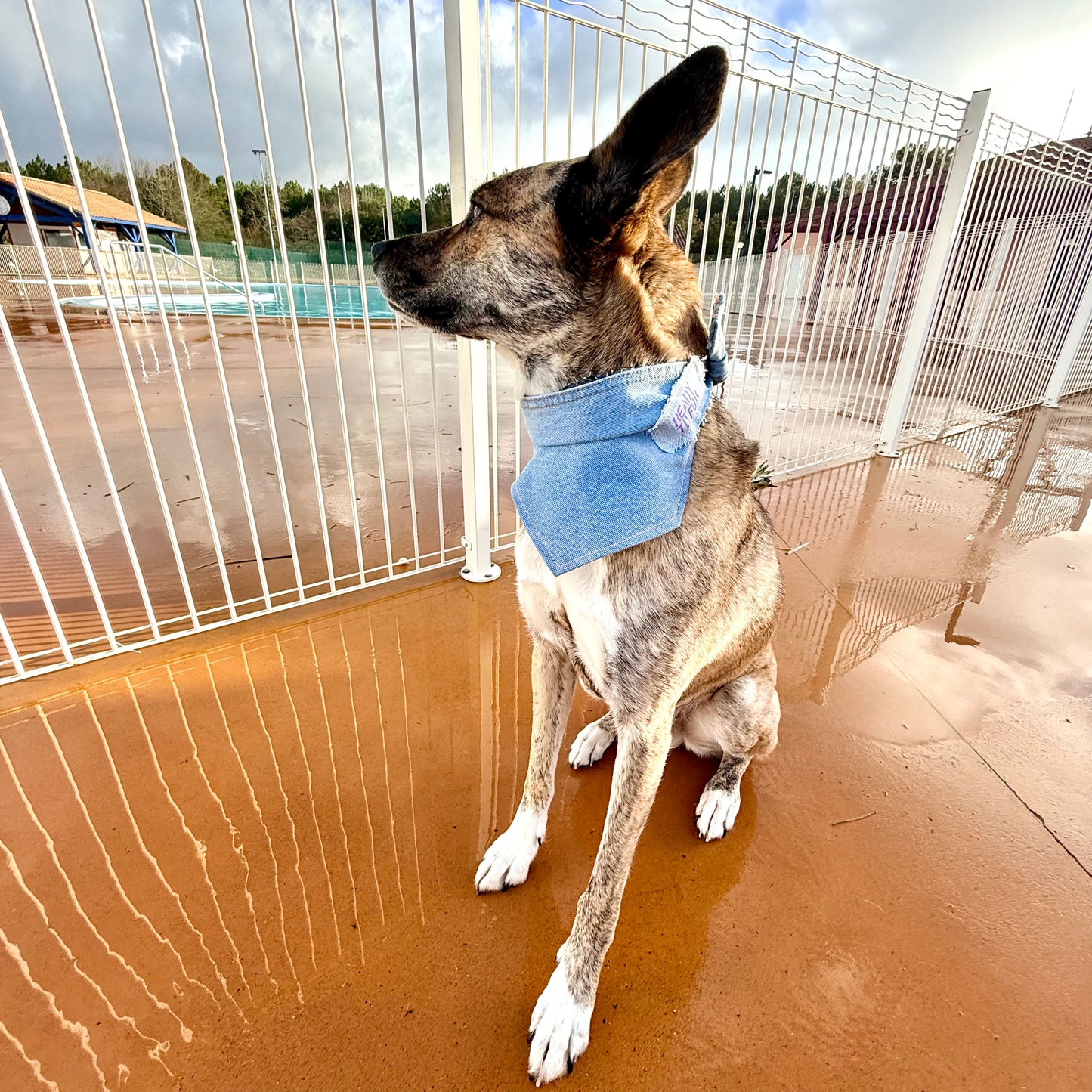 DRIFT — Dog Bandana Size M