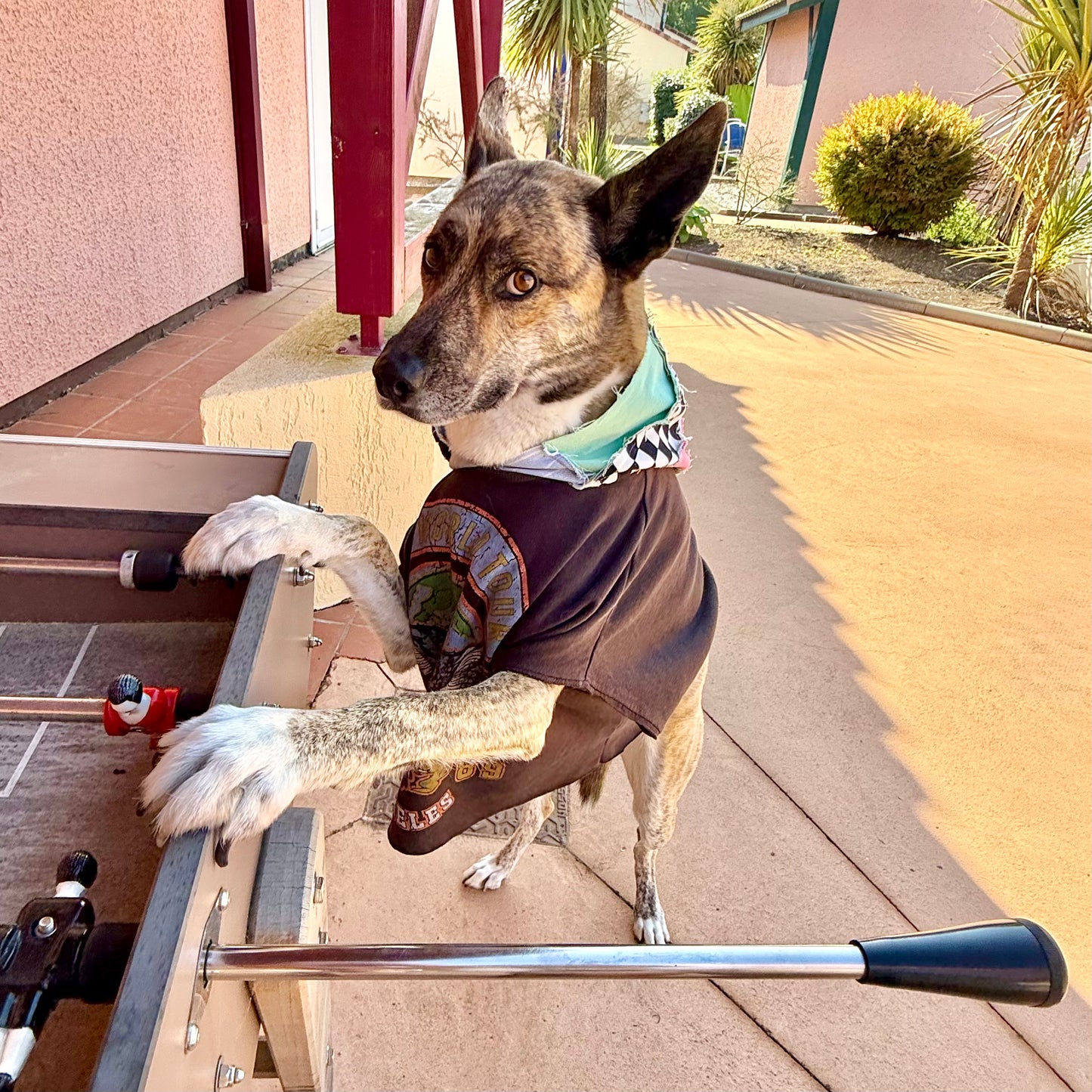 Dog Hoodie CHICO — Size M/L