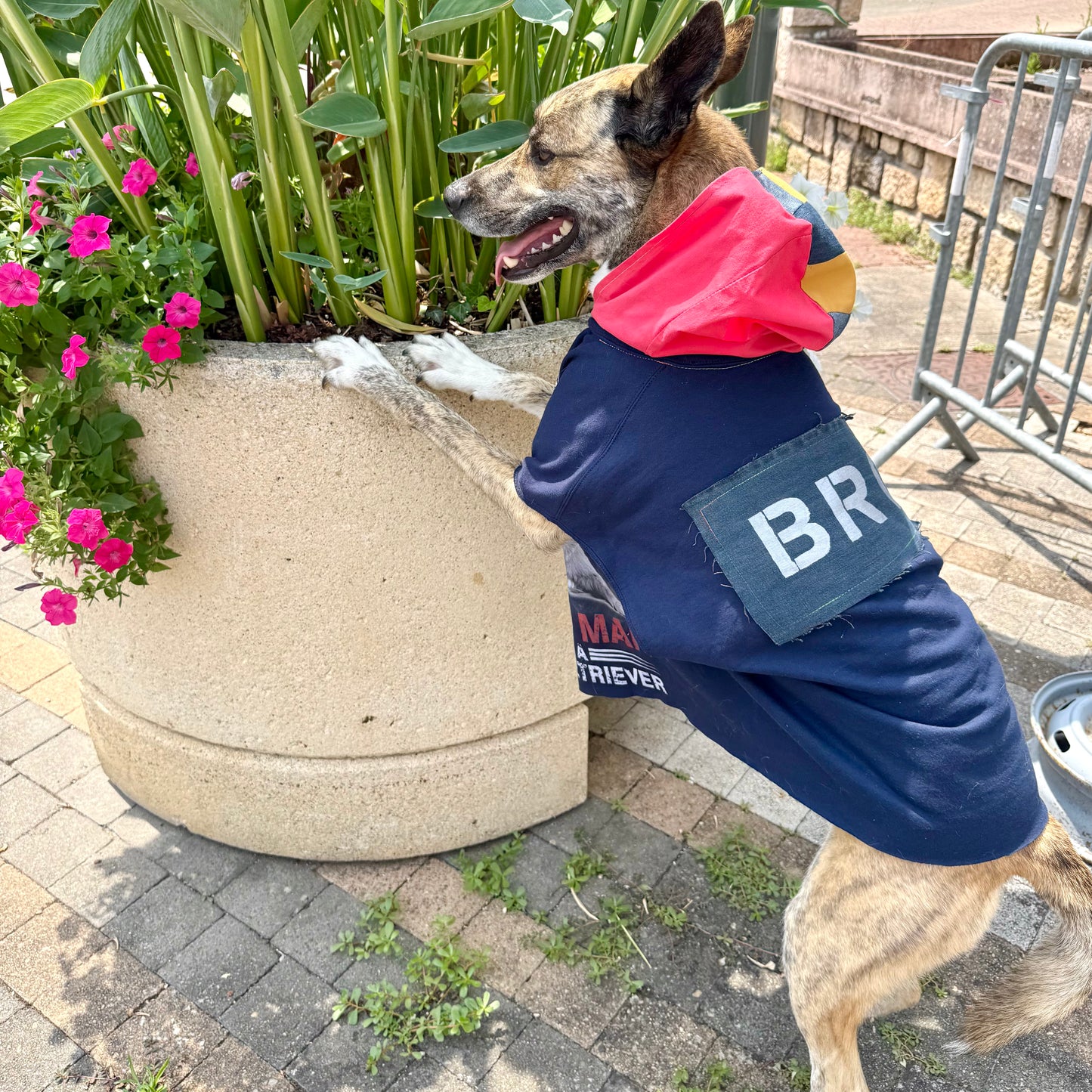 Dog Hoodie CHILL BRO — Size L/XL