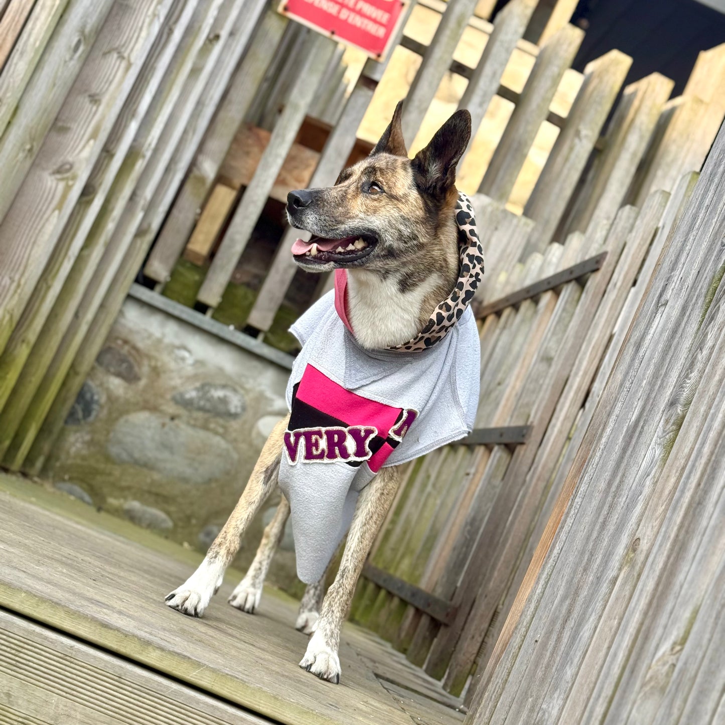 Dog Hoodie ALPHA GLAM PAWD — Size L/XL
