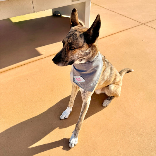 SLATE — Dog Bandana Size XL
