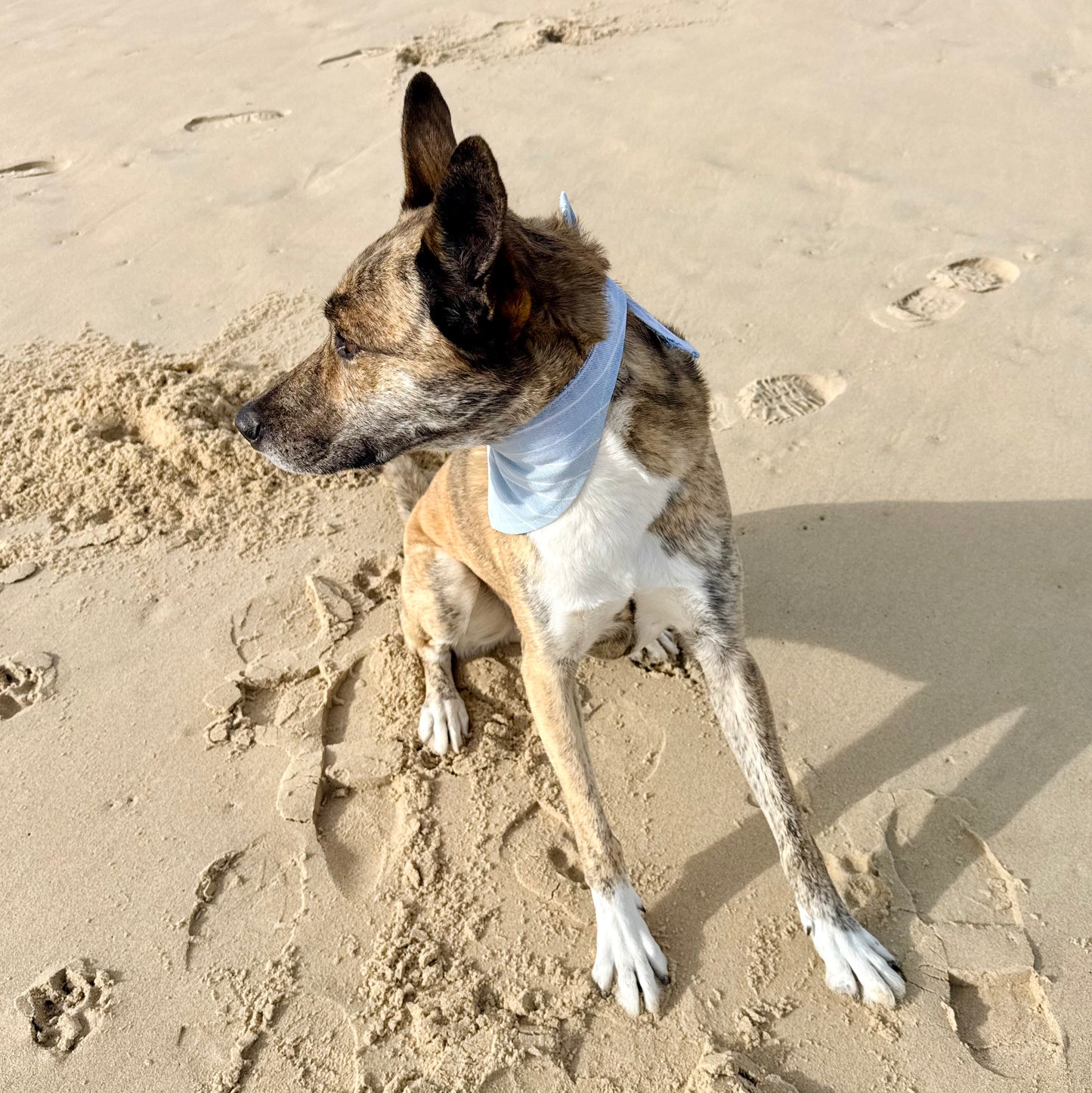 STRUT — Dog Bandana Size S