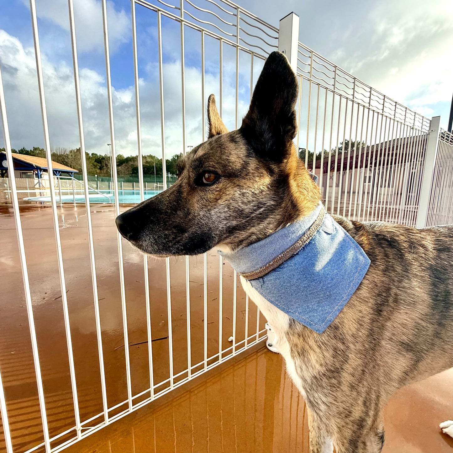 DRIFT — Dog Bandana Size M