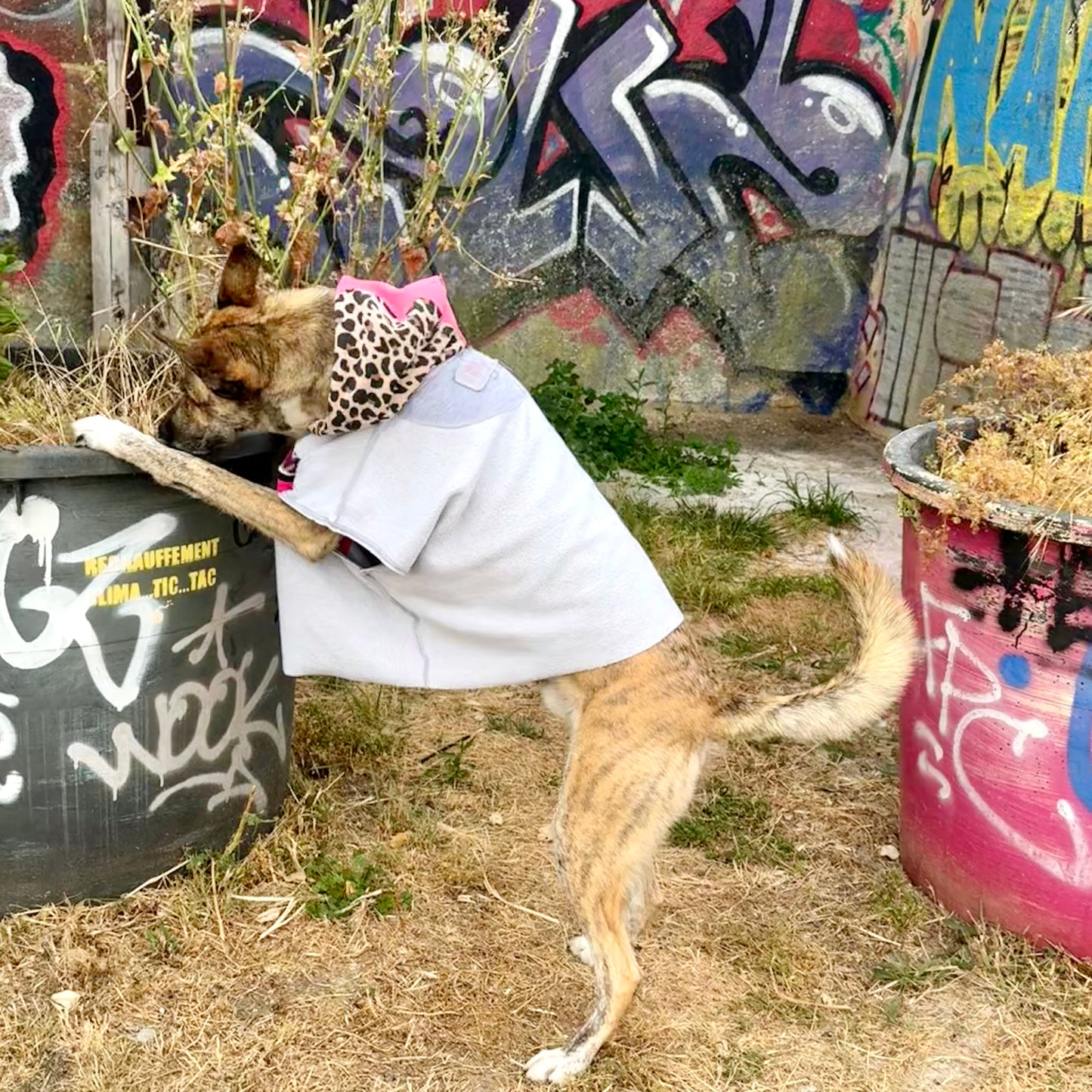 Dog Hoodie ALPHA GLAM PAWD — Size L/XL