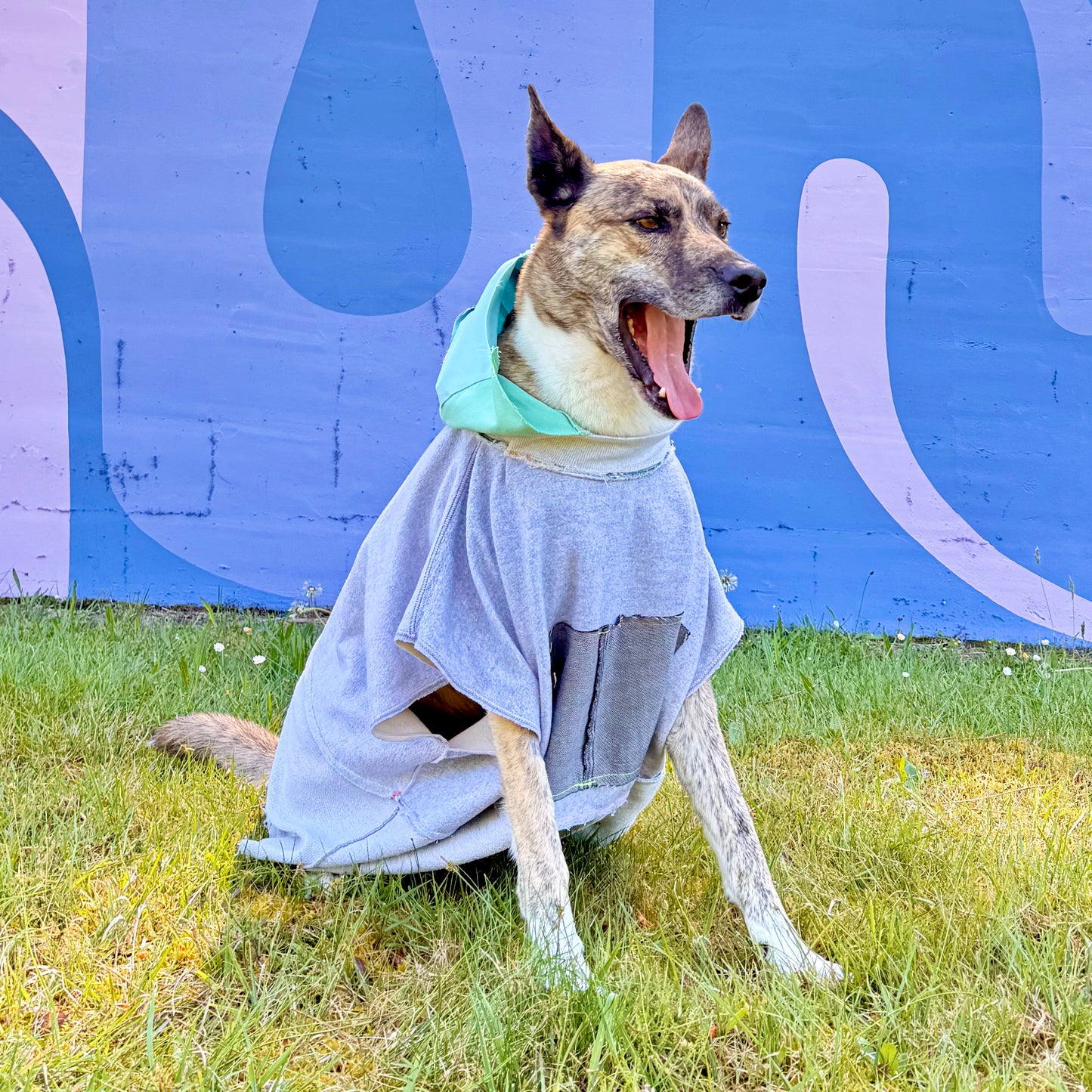 Dog Hoodie SCOUT — Size XL/2XL