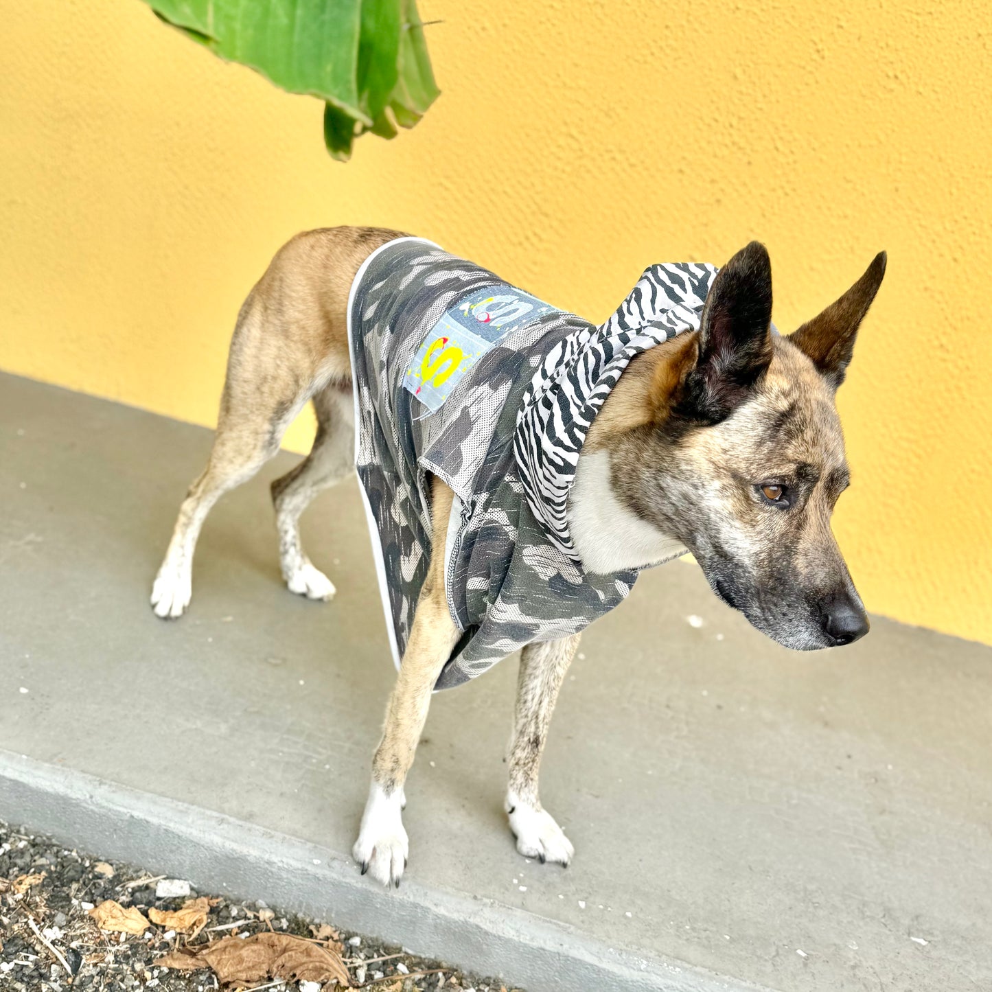 Dog Hoodie BOSS VIBES ONLY — Size M/L