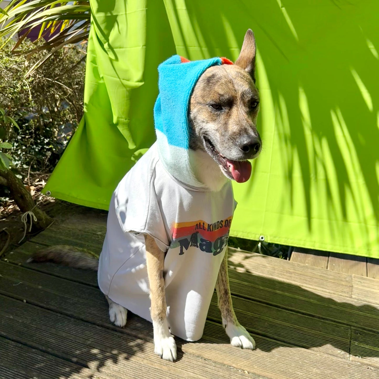 Dog Hoodie BUDDHA — Size M/L
