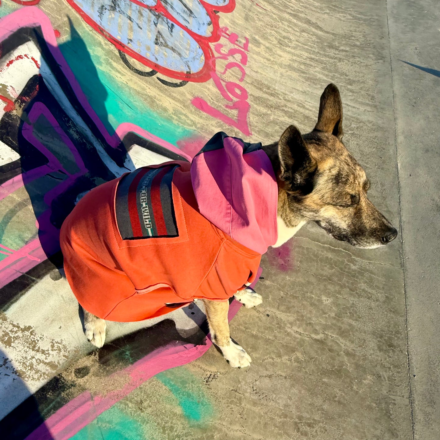 Dog Hoodie LULU — Size M/L