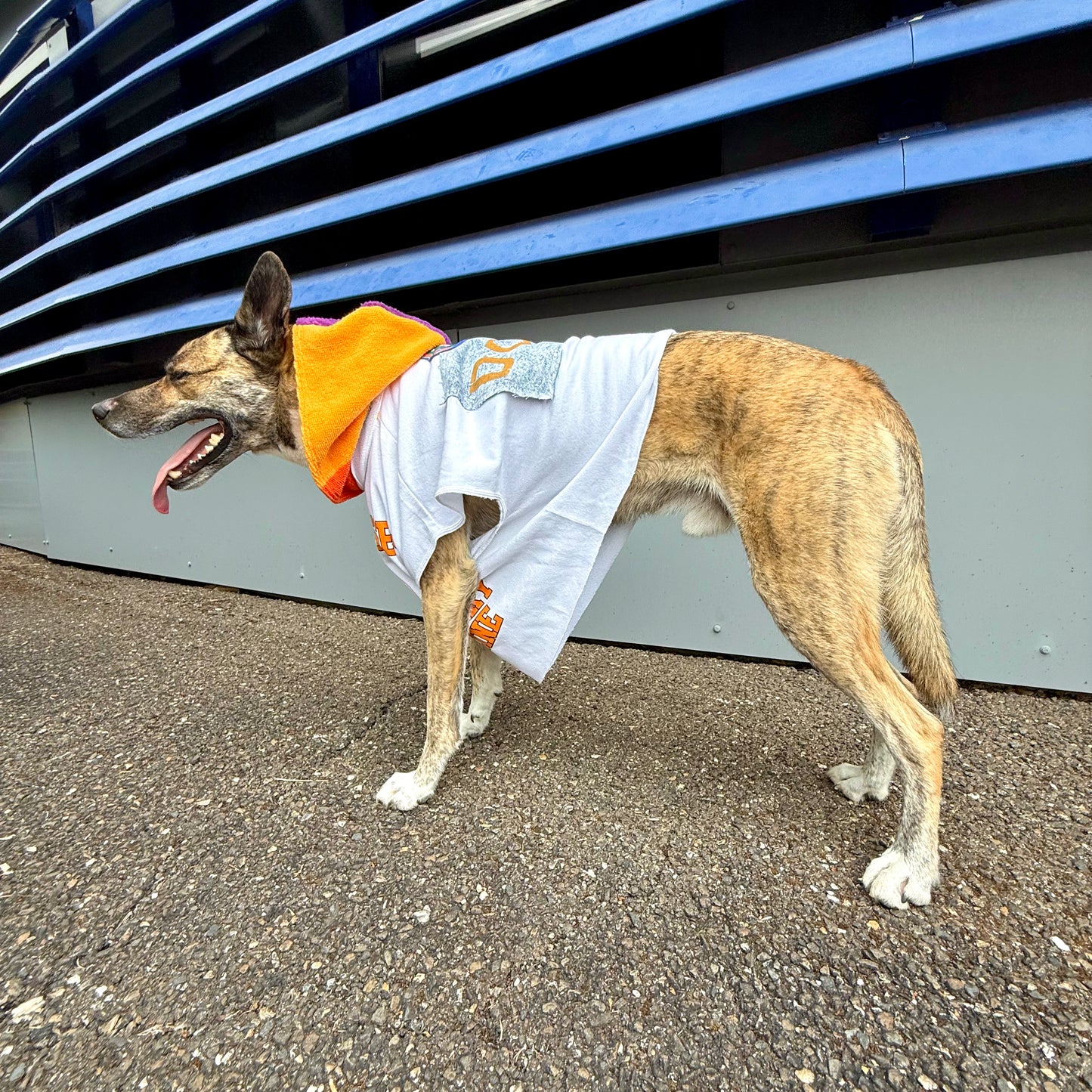 Dog Hoodie NEGRITA — Size M/L