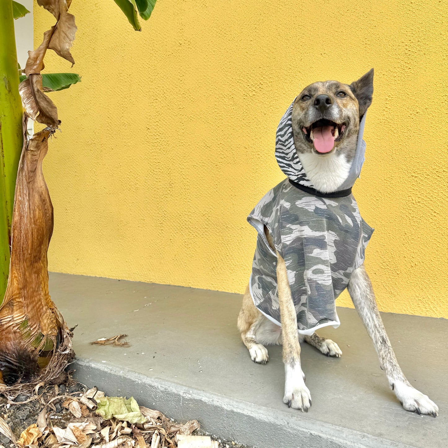 Dog Hoodie BOSS VIBES ONLY — Size M/L
