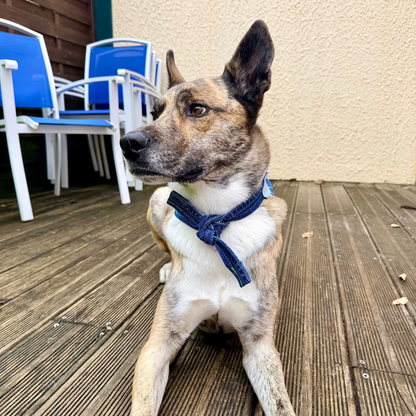 INDIGO — Dog Bandana Size L