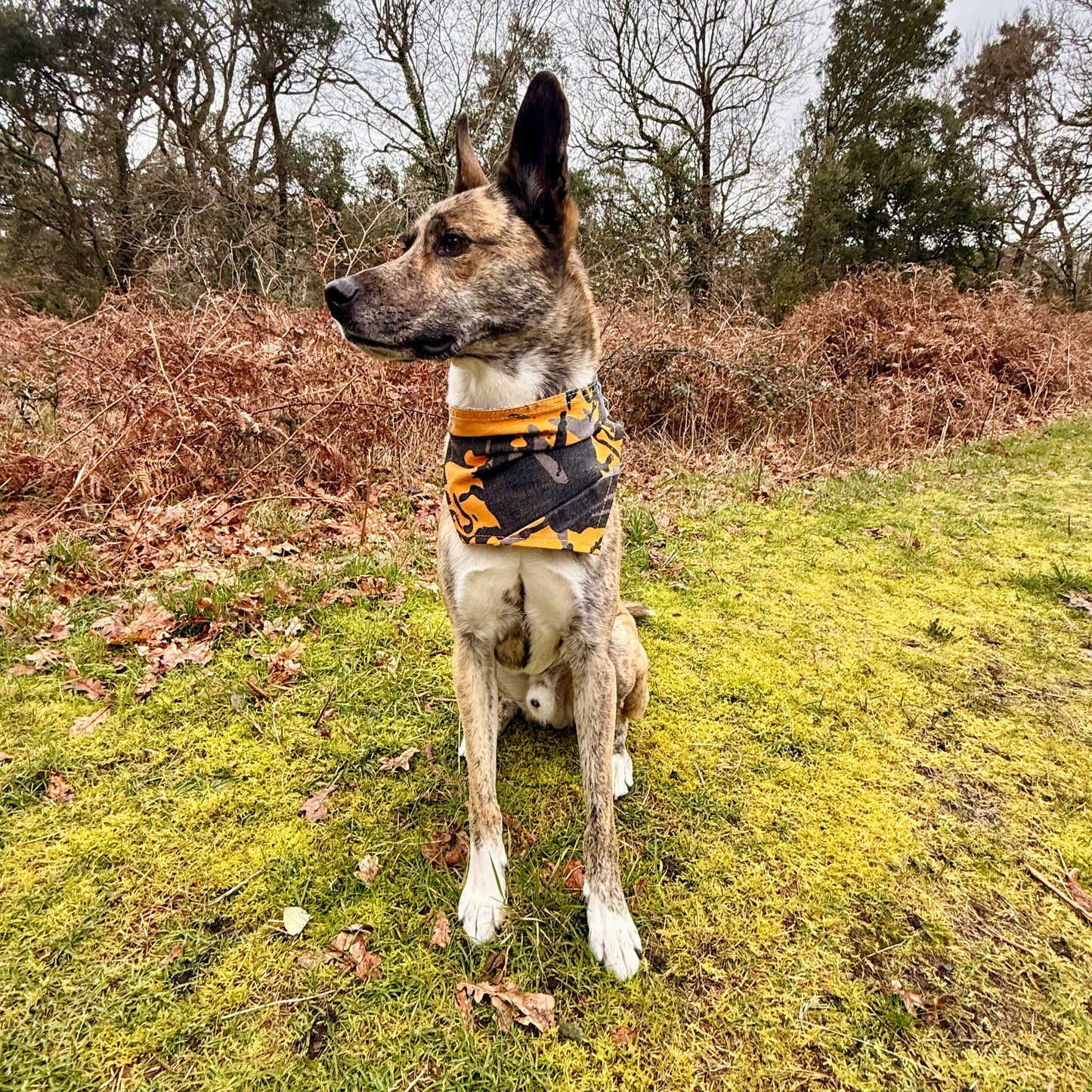 REBEL — Dog Bandana Size L