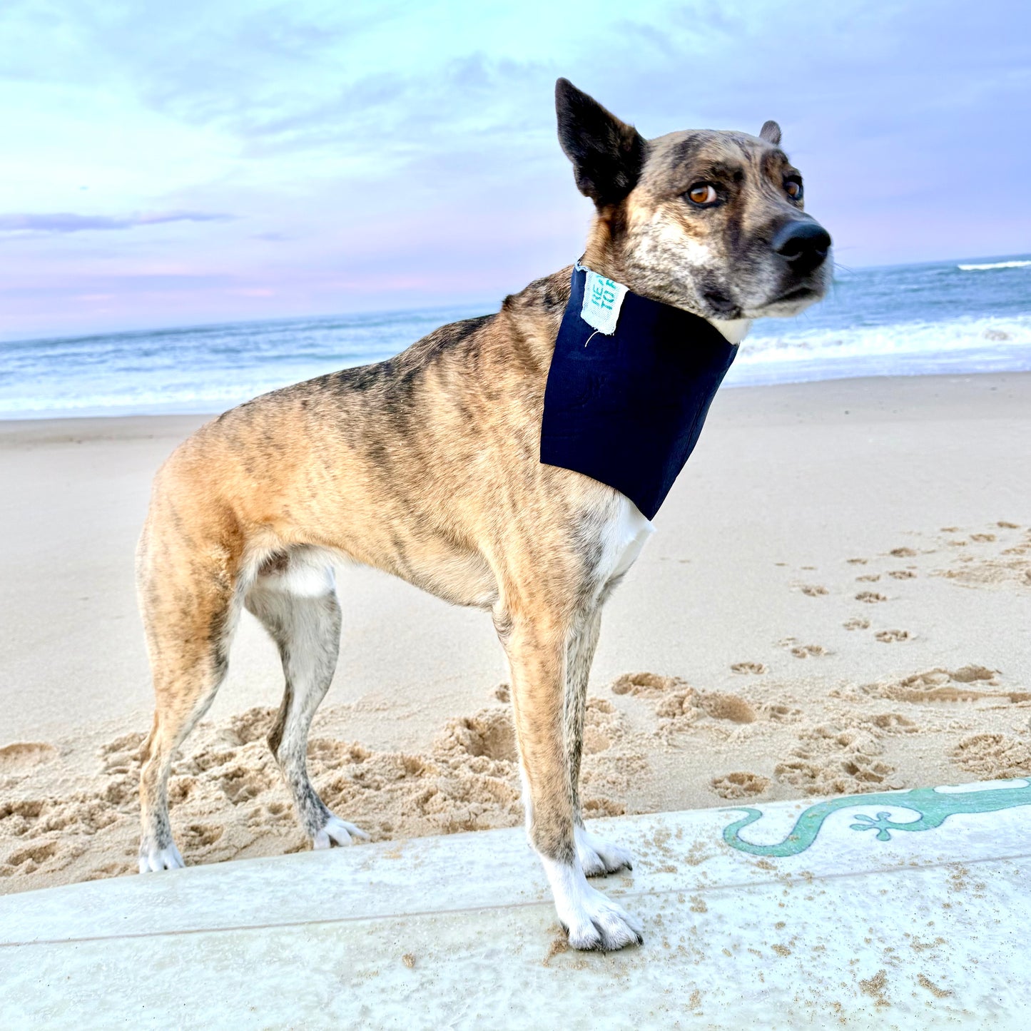 MIDNIGHT TIDE — Neoprene Dog Scarf Reversible — ONE SIZE
